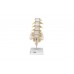 model kręgosłupa lędźwiowego człowieka - 3b smart anatomy - 1000146 [a74] 3b scientific modele anatomiczne 3